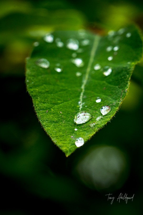 Dew Drops on Leaf Hi Res   A3 by Tracy Abildgaard